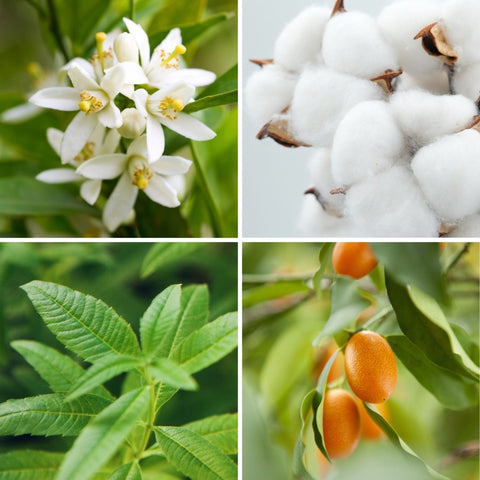 Le temps est bon - 30ml